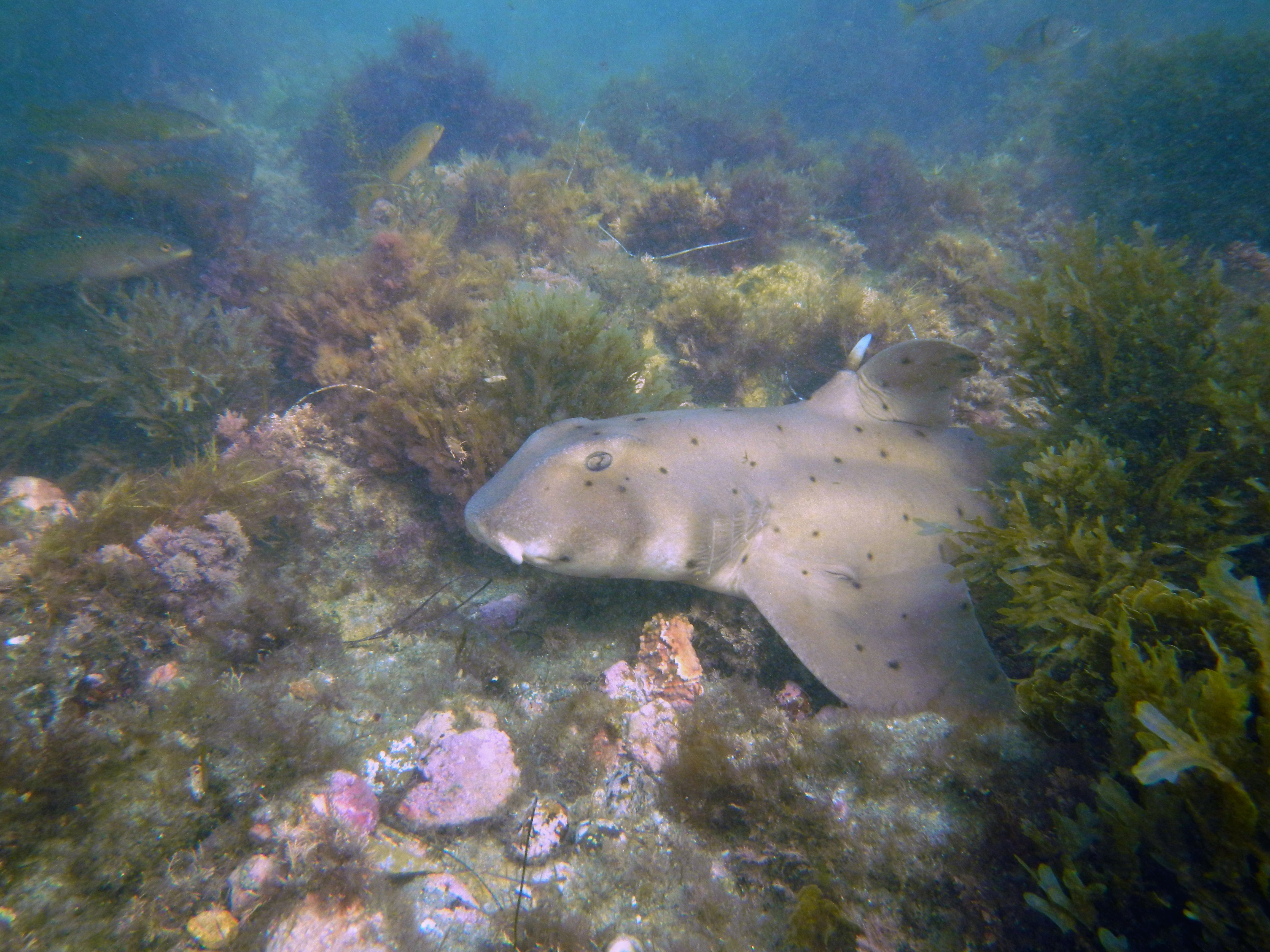 Horn Shark at La Jolla Cove